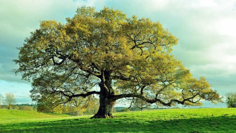 Oak tree