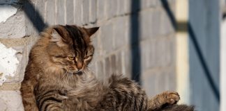 Malta backed against a wall as EU court closes in on Bill 55 dilution Malta backed against a wall