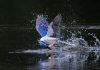 Multiple authorities swoop in on US-sanctioned Prince Holding Group Bird swoops on fish in lake