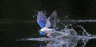 Multiple authorities swoop in on US-sanctioned Prince Holding Group Bird swoops on fish in lake