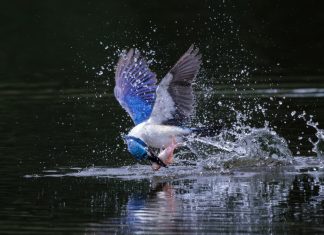 Multiple authorities swoop in on US-sanctioned Prince Holding Group Bird swoops on fish in lake