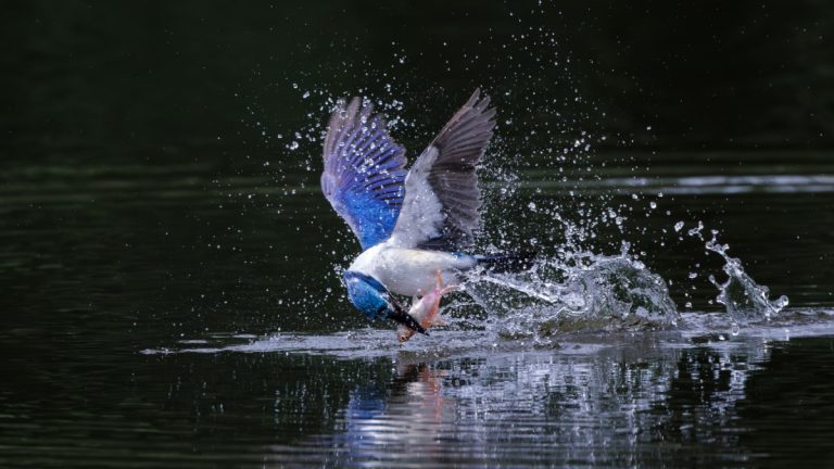 Bird swoops on fish in lake