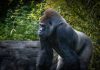 Wazdan: Online gaining meets real world giving with gorilla conservation activation Gorilla in a zoo