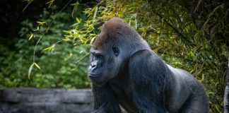 Wazdan: Online gaining meets real world giving with gorilla conservation activation Gorilla in a zoo