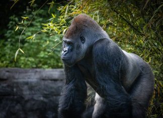 Wazdan: Online gaining meets real world giving with gorilla conservation activation Gorilla in a zoo