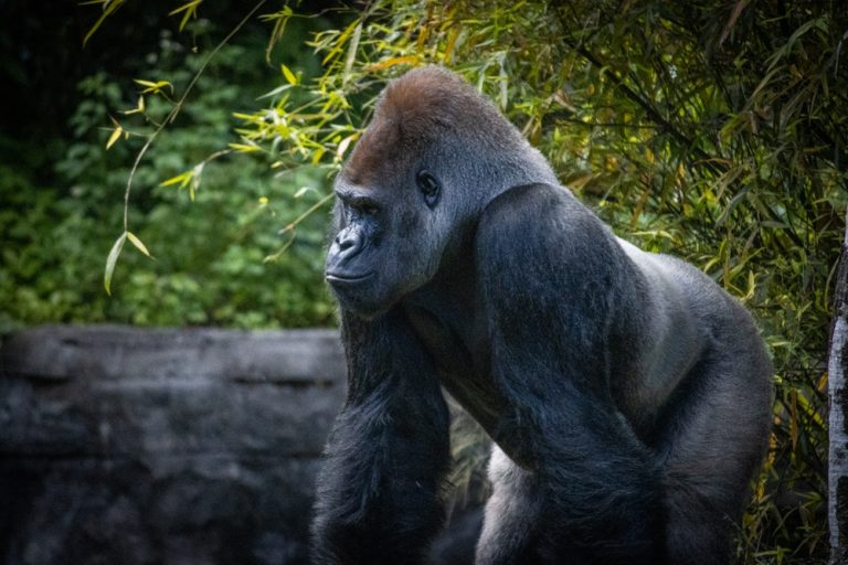 Wazdan: Online gaining meets real world giving with gorilla conservation activation Gorilla in a zoo