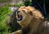 Dutch regulator sanctions LeoVegas over duty of care failings Lion