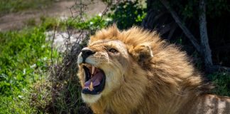 Dutch regulator sanctions LeoVegas over duty of care failings Lion