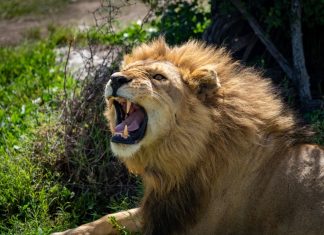 Dutch regulator sanctions LeoVegas over duty of care failings Lion