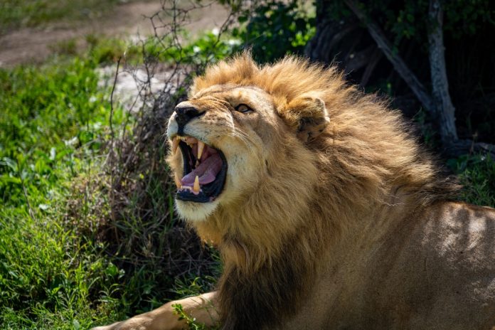 Lion