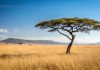 Alea seeks to boost African iGaming growth via Apollo Games link up African savannah with a tree in the foreground