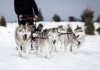 EGBA: How Finland has Norway mushing towards ‘inevitable’ future Dog mushing