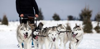 EGBA: How Finland has Norway mushing towards ‘inevitable’ future Dog mushing
