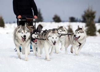 EGBA: How Finland has Norway mushing towards ‘inevitable’ future Dog mushing
