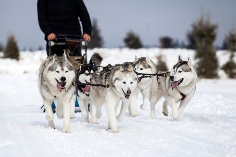 Dog mushing