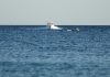 What next as Malta and Austria continue on Bill 55 collision course? Malta Austria Collision Course