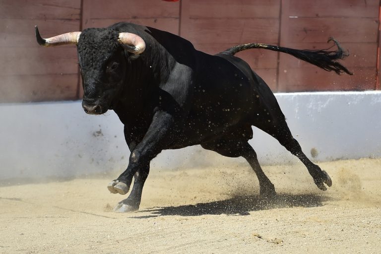 Bull