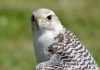 The Star secures refinancing agreement with WhiteHawk White Hawk