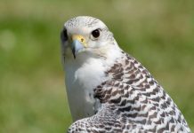 The Star secures refinancing agreement with WhiteHawk White Hawk