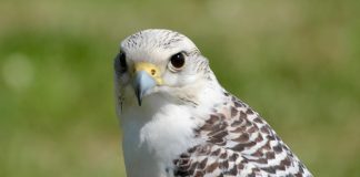 The Star secures refinancing agreement with WhiteHawk White Hawk