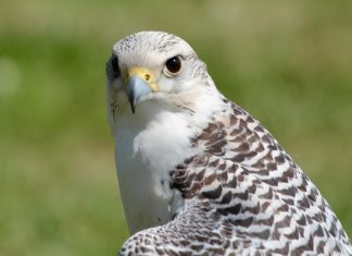 The Star secures refinancing agreement with WhiteHawk White Hawk