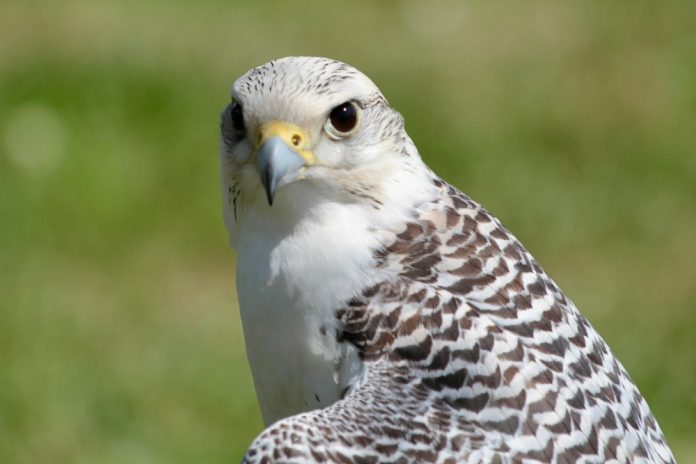 White Hawk