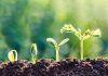 Gabon and Zambia licensing progress highlight African growth Plant growth