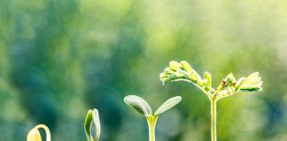 Gabon and Zambia licensing progress highlight African growth Plant growth