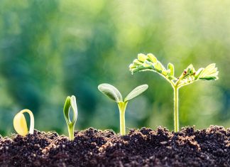 Gabon and Zambia licensing progress highlight African growth Plant growth