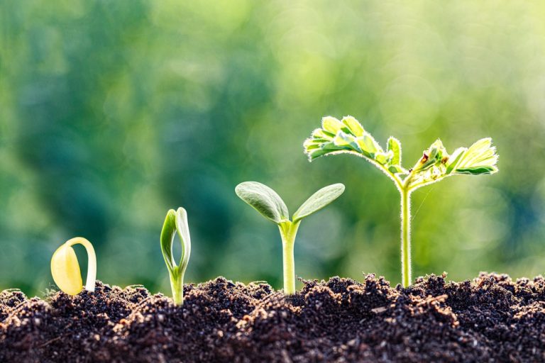 Gabon and Zambia licensing progress highlight African growth Plant growth