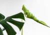 Ainsworth power struggle takes a new twist Twisted plant