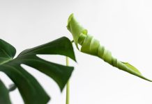 Ainsworth power struggle takes a new twist Twisted plant