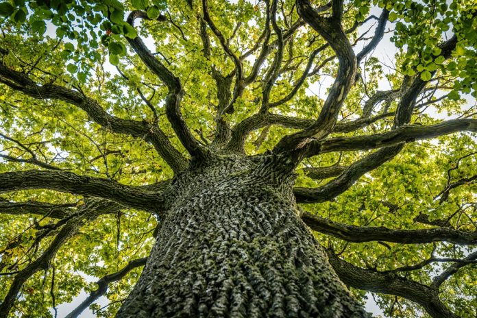 A,Close-up,View,Of,A,Massive,Oak,Tree,With,Thick, Branches