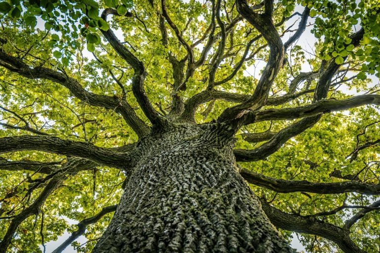 Branches