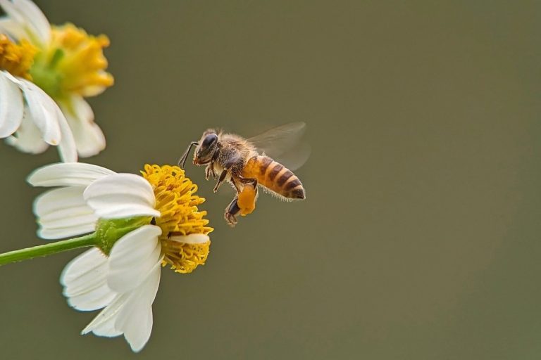 Bee