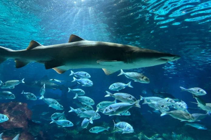 Shark-picture-resized AI preying on gambling