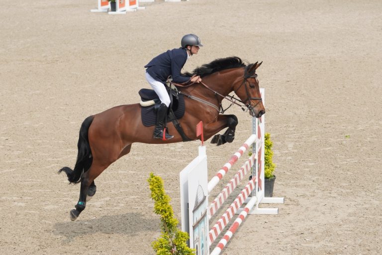 Horse jumping over hurdles