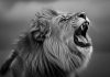 Swedish court overturns regulator’s duty of care decision on LeoVegas Lion
