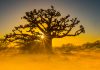 Senegal eyes modernisation of sports betting with LPbet launch Senegal Modernisation