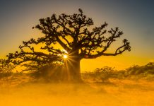 Senegal eyes modernisation of sports betting with LPbet launch Senegal Modernisation