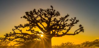 Senegal eyes modernisation of sports betting with LPbet launch Senegal Modernisation
