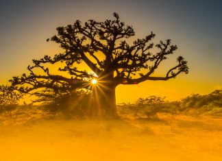 Senegal eyes modernisation of sports betting with LPbet launch Senegal Modernisation